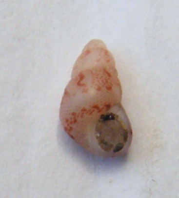 Tricolia teratologica?